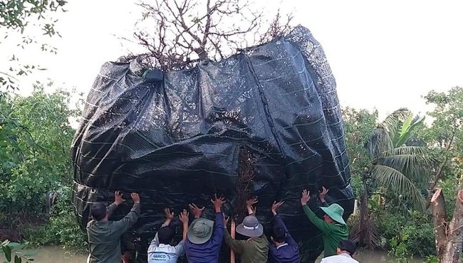 Đại gia Cần Thơ bỏ 3,8 tỷ đồng thửa cây mai đại thụ về ngắm