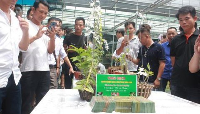 Lan Phi điệp đột biến: Đại gia nói trái đắng 500 tỷ