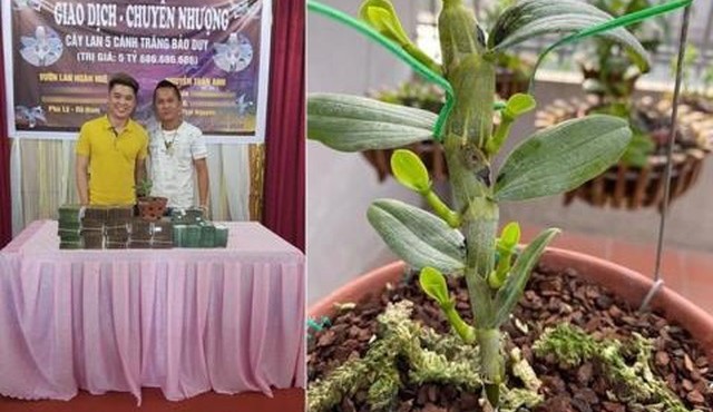 Sốt phi điệp đột biến: Thêm người bị lừa trắng tiền tỷ