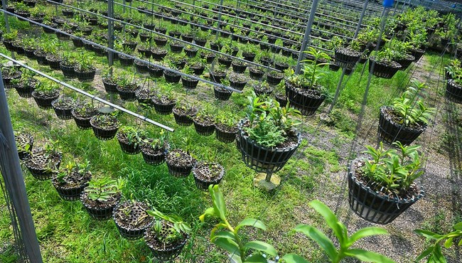 'Đột nhập' vườn lan rừng quý như kho báu của 'lão nông' ở Đông La