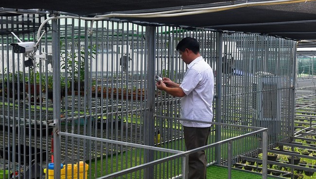 Vườn lan quý hiếm được chăm sóc, bảo vệ hơn cả kho báu