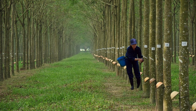 Lãi ròng 9 tháng của Cao su Tây Ninh tăng 11%