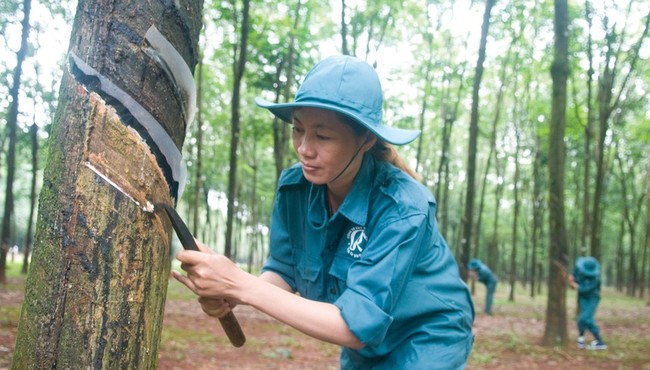 Chứng khoán thực chiến: Khu công nghiệp VSIP III sẽ dẫn dắt lợi nhuận PHR