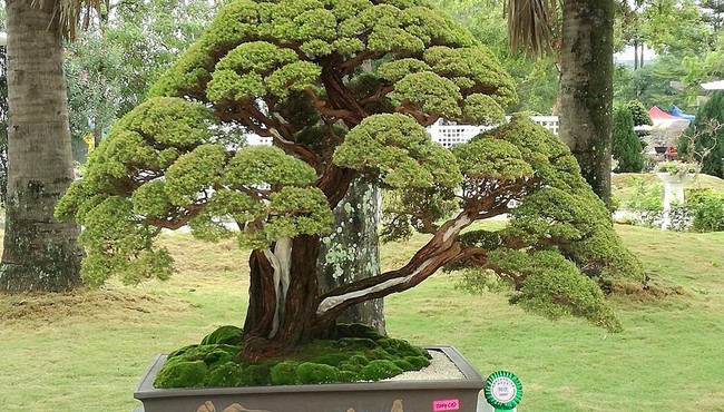 Loạt tác phẩm kim sa tùng bonsai đẹp mê mẩn lòng người