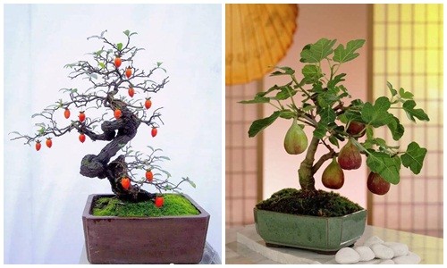 Những chậu bonsai trĩu quả độc lạ chơi Tết