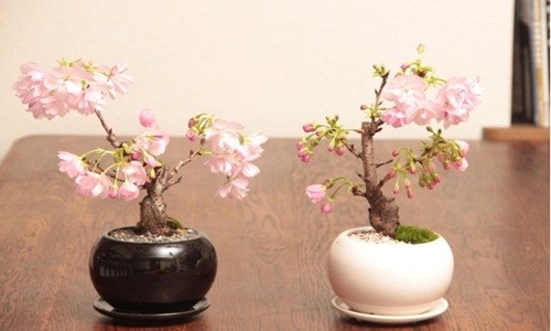 Bonsai hoa Nhật Bản siêu đẹp, thơm ngất ngây