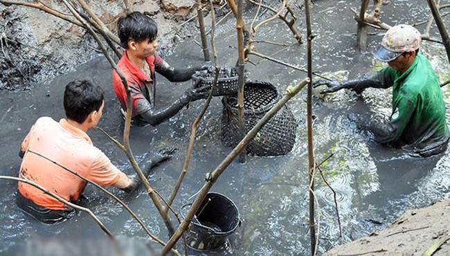 Lặn bùn bắt cá đồng mùa nước cạn thu tiền triệu mỗi ngày