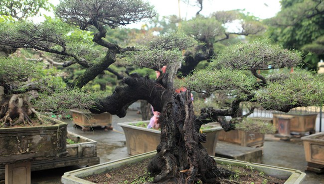 Thư giãn với những thế độc lạ của Bonsai phi lao