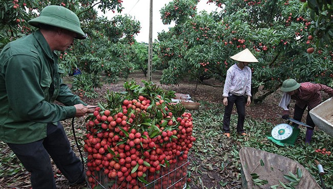 Nhờ vải thiều Lục Ngạn, bác nông dân này một phút lên tiên thành tỷ phú