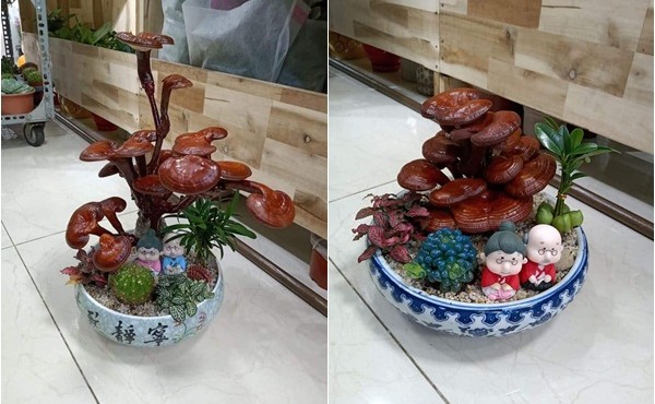 Chán cây cảnh, đại gia săn nấm linh chi bonsai chơi Tết