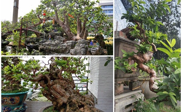 Ổi bonsai độc nhất vô nhị giá tiền tỷ khiến đại gia Việt mê mẩn