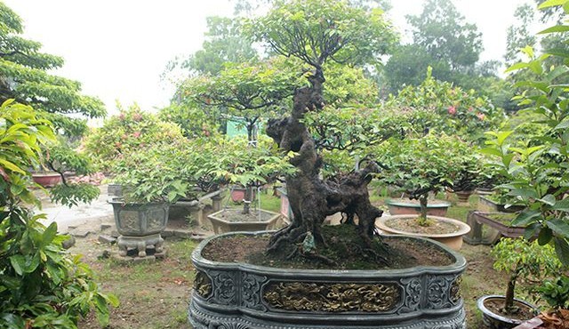 Đại gia Việt xuống tiền tỷ mua bonsai khế 