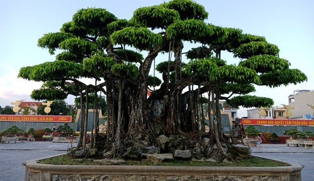 Cận cảnh những cây sanh cổ giá triệu đô thu hút giới giàu có