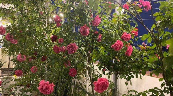 Cận cảnh vườn hoa hồng trăm triệu trên sân thượng của Phan Hiển - Khánh Thi