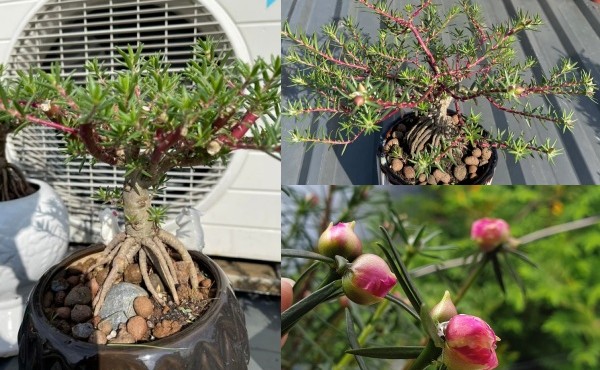 Hoa mười giờ lên chậu bonsai có giá nửa triệu đồng/cây