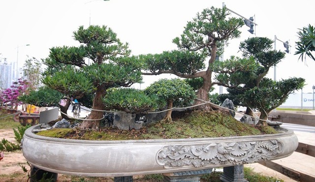 Cận cảnh 'Đồi tùng La Hán' quý hiếm đại gia muốn mua nhưng chủ nhân không bán 