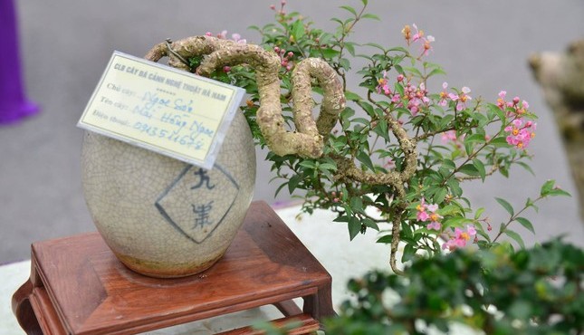 Những chậu bonsai tí hon nhưng trị giá cả trăm triệu đồng 