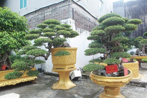 Mục sở thị cặp sanh cổ bạc tỷ của đại gia Phú Thọ 
