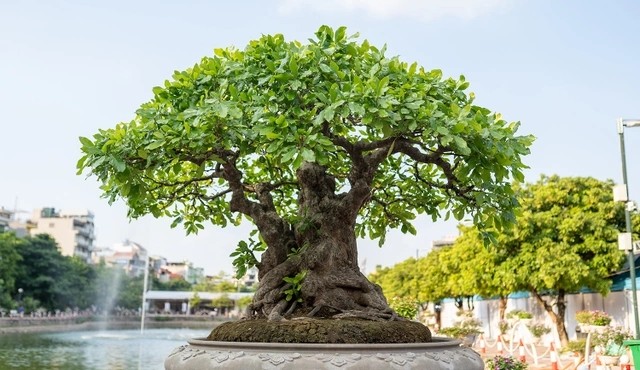 Cận cảnh cây lộc vừng 'ngũ phúc' tiền tỷ ở Hà Nội 