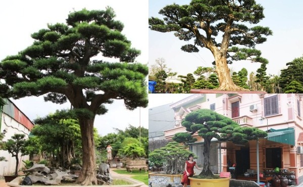 Đại gia sẵn sàng chi tiền tỷ mua cây tùng la hán độc đáo