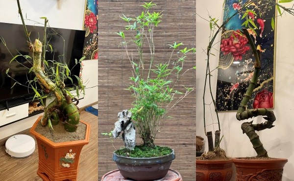 Lại xuất hiện trào lưu tre bonsai siêu độc chơi Tết