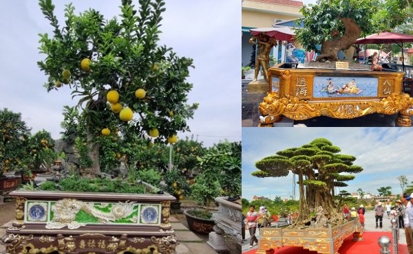Tận mục chậu cây cảnh dát vàng tiền tỷ chờ đại gia mua về chơi Tết  