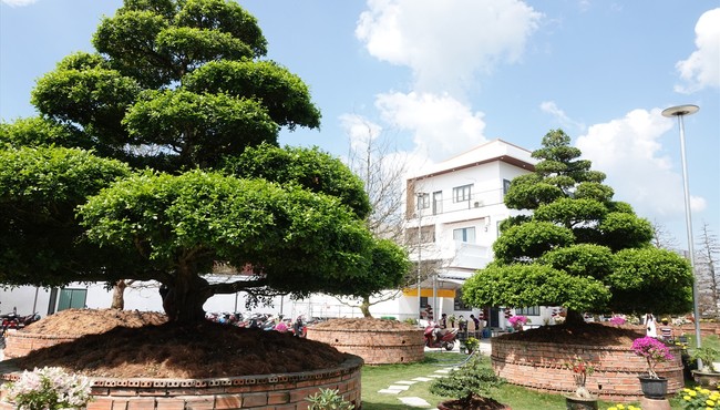 Đại gia miền Tây sở hữu 4 cây nguyệt quế gần chục tỷ