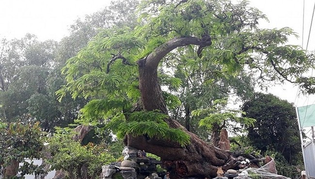 Cận cảnh cụ me dáng rồng bay đáng giá tiền tỷ 
