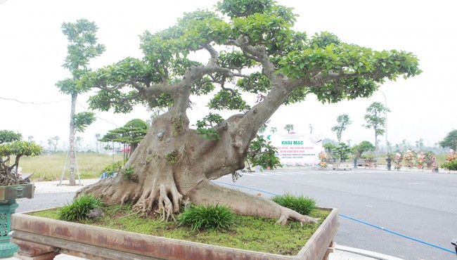 Cây sung dáng độc 10 tỷ của đại gia Hà thành 