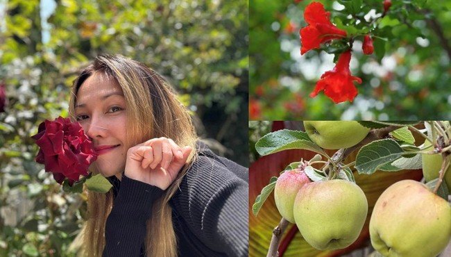 Cận cảnh khu vườn ngập hoa quả của Kim Hiền ở Mỹ
