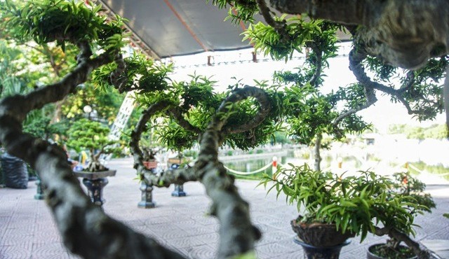Ngắm mai chiếu thủy trăm tuổi, đại gia chỉ biết ước