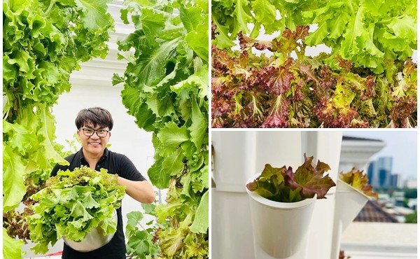 Cận ảnh vườn rau thủy canh trong nhà 'MC giàu nhất Việt Nam'