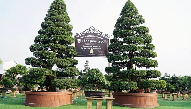 Đại gia nào ở miền Tây sở hữu cặp me kiểng triệu đô?