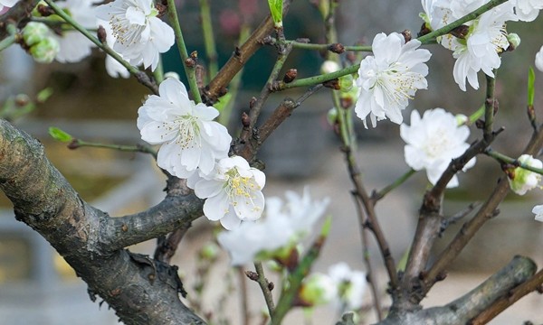 Đại gia săn lùng bạch đào quý hiếm chơi Tết