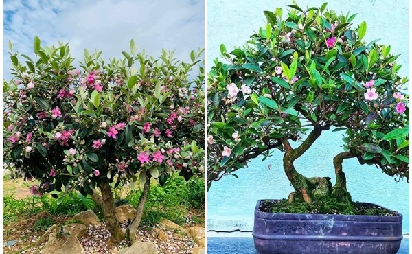 Chiêm ngưỡng cây dại mọc bìa rừng bất ngờ lên chậu thành bonsai tiền triệu