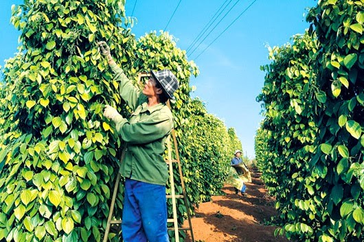 Giá tiêu và cà phê hôm nay tiếp tục tăng