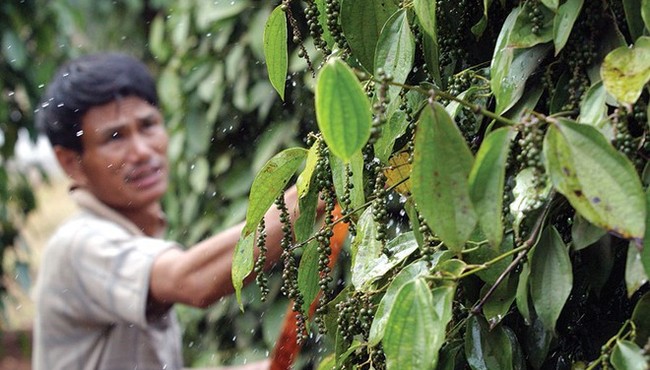 Giá cà phê và tiêu hôm nay sẽ tăng mạnh?