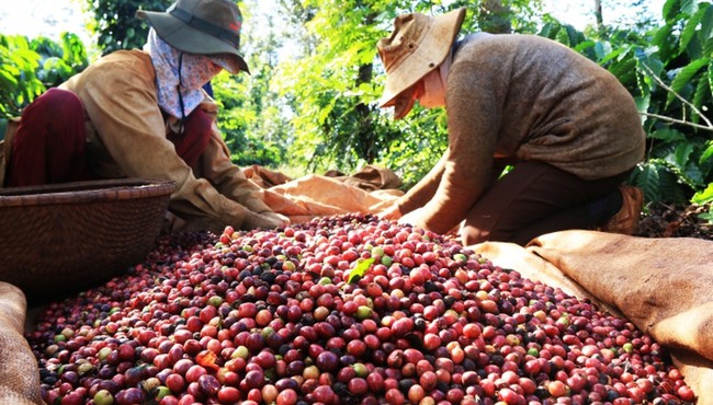 Giá cà phê và tiêu hôm nay 6/1 đồng loạt giảm 