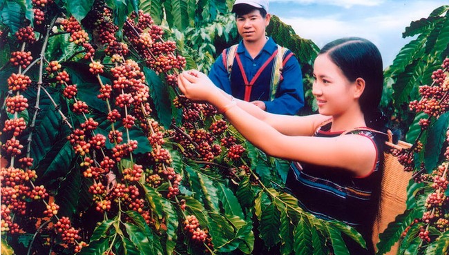 Giá cà phê hôm nay tăng nhẹ