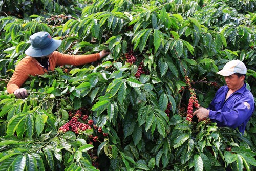 Giá tiêu hôm nay 17/3: Tiếp đà tăng mạnh