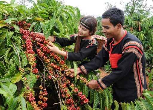 Giá cà phê hôm nay tiếp tục tăng 