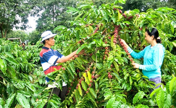 Giá cà phê và tiêu hôm nay tiếp tục giảm