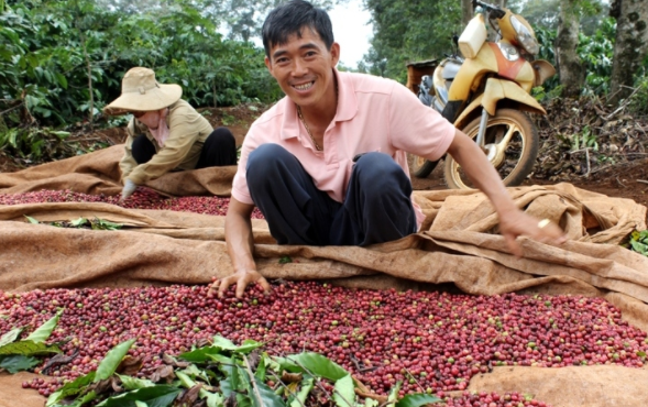 Giá cà phê hôm nay tăng mạnh