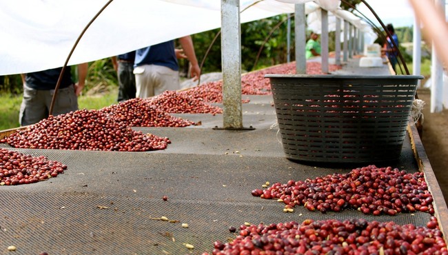 Giá tiêu hôm nay 8/2: Chờ vụ mới