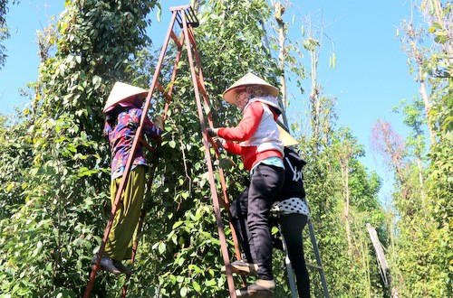 Giá tiêu hôm nay: Lặng sóng, chờ diễn biến mới qua nghỉ lễ