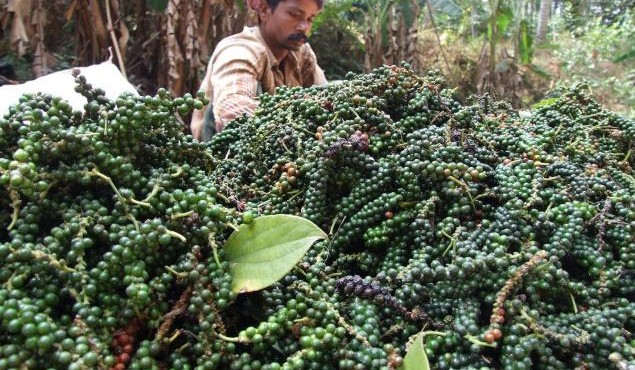 Giá cà phê hôm nay tăng mạnh 