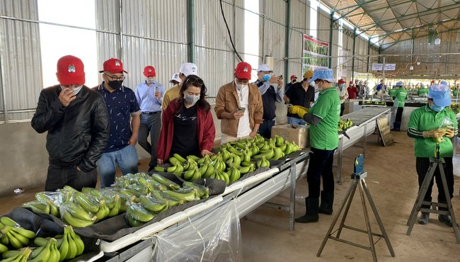Bầu Đức hướng dẫn các cổ đông, nhà đầu tư tham quan dự án 