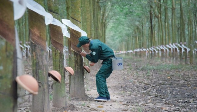 Cao su Tây Ninh báo lãi cao nhất 10 năm