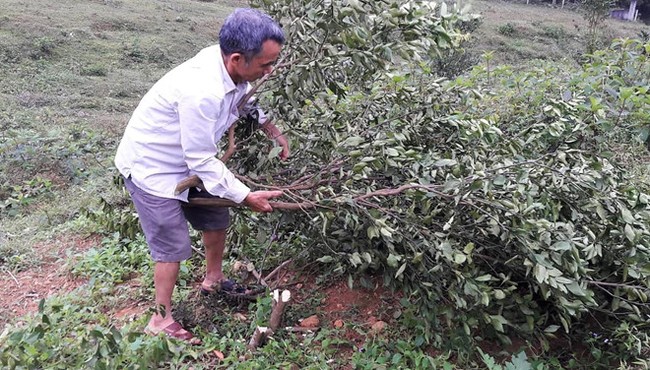 Truy tìm kẻ chặt hạ hàng trăm gốc cam dịp sát Tết