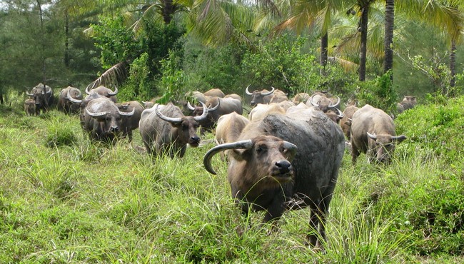 Đội binh trâu có một không hai trong lịch sử Việt 